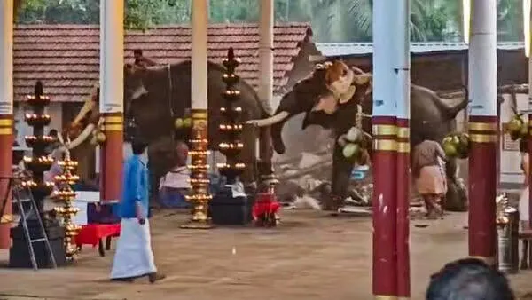 elephant elephant