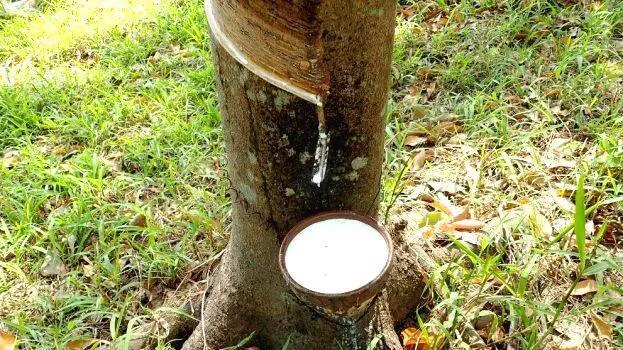 rubber