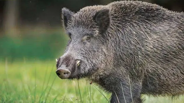 wild-boar
