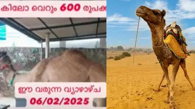 camel