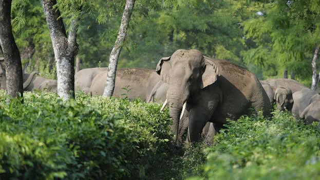 -elephant