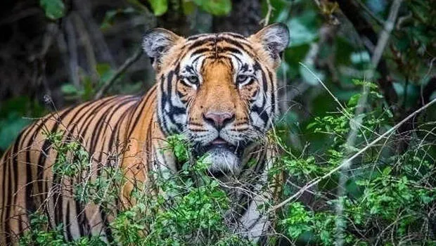 tiger