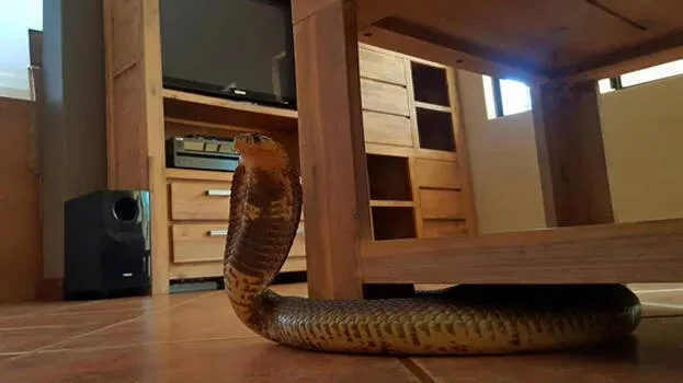 snake-