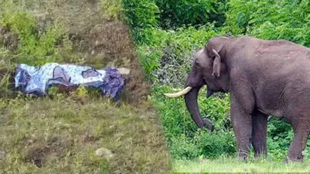 elephant-attack
