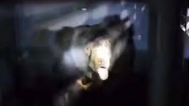 bear