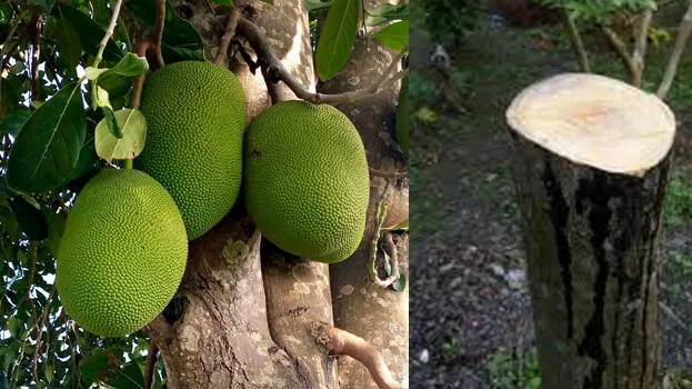 jackfruit