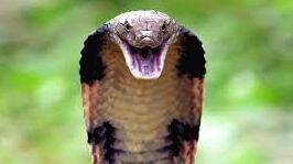 cobra