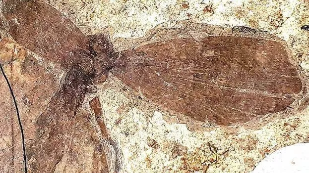 ancient-dragonfly