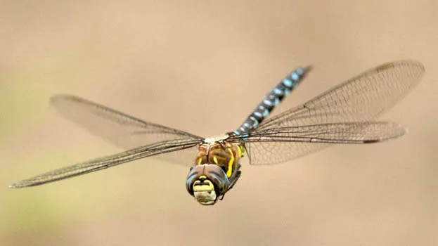 dragonfly