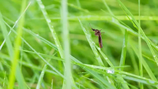 mosquito