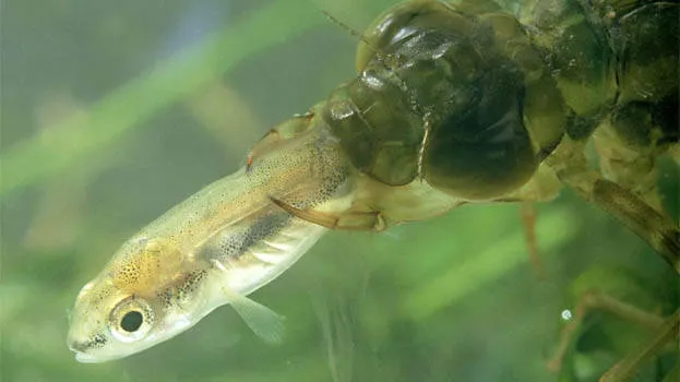 nymph