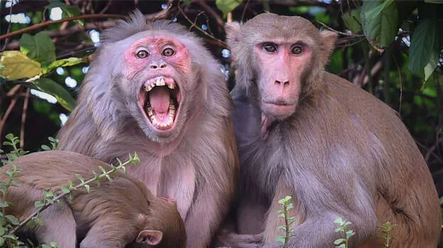 monkey
