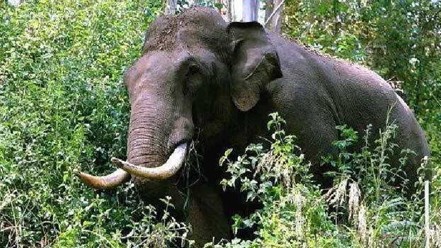 elephant-