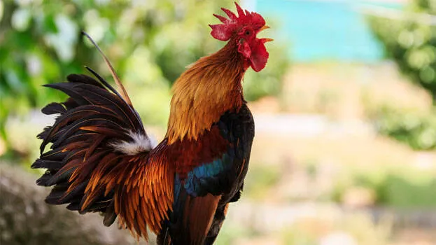 rooster