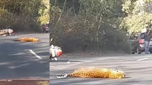 leopard-hit-by-bike