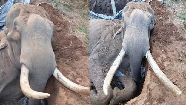 elephant