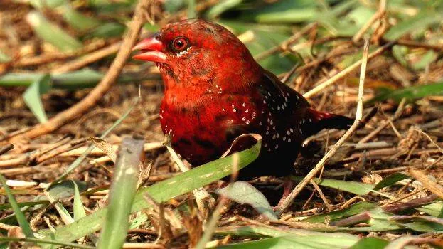 red-munia