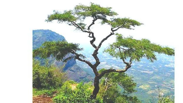 nelliyambathy