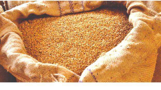 nellu