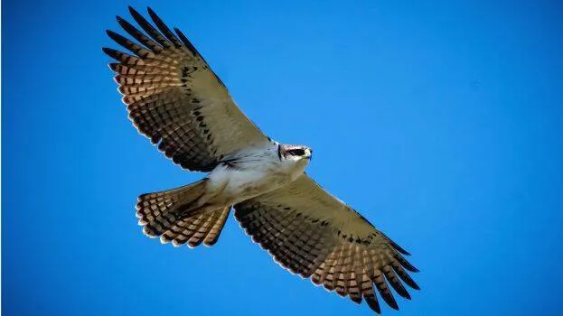 eagle
