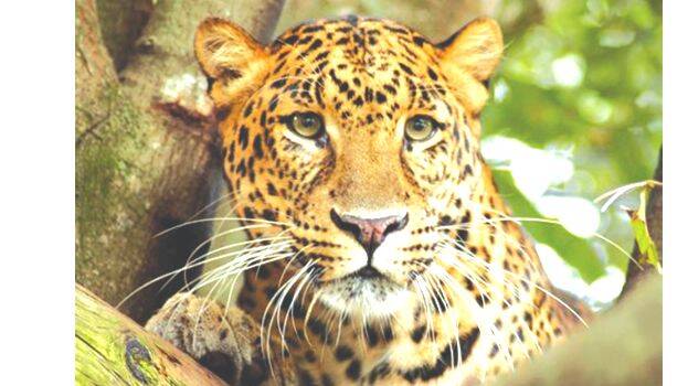 leopard