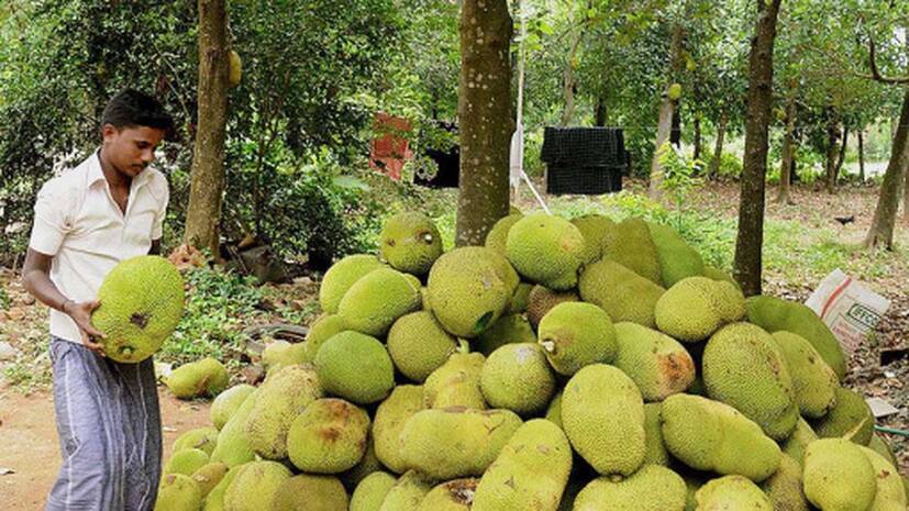 jack-fruit