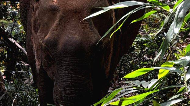 elephant-
