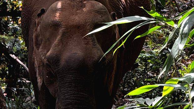 elephant-