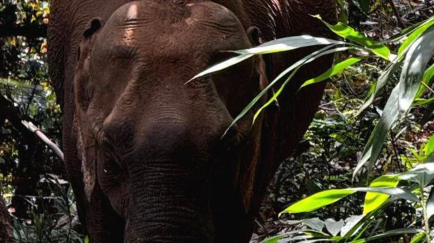 elephant-