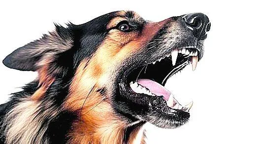 dog dog