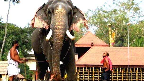 elephant