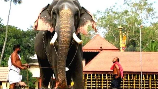 elephant