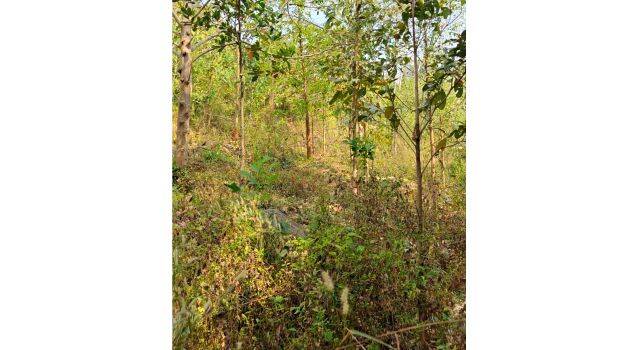 forest-