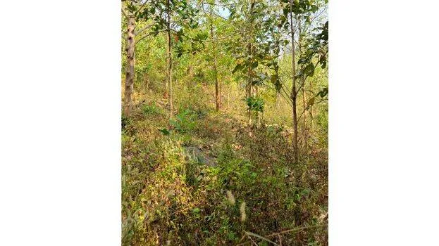 forest-
