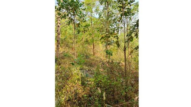 forest-