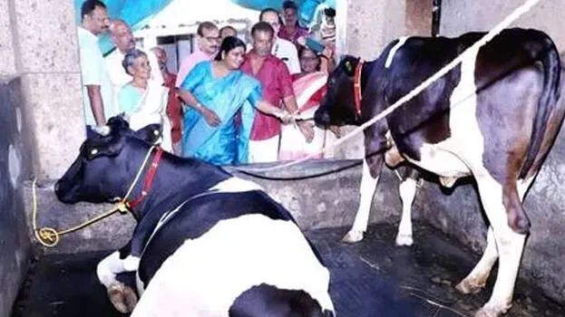 cow cow