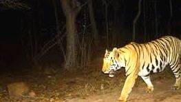 tiger