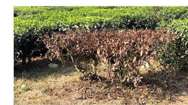 ta