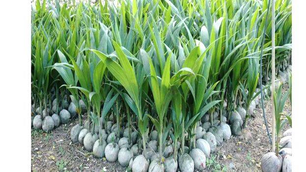 coconut