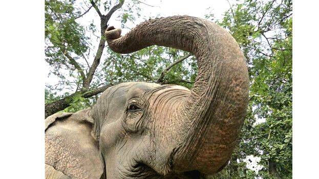 elephant