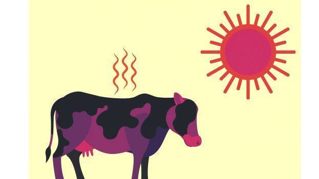 cow