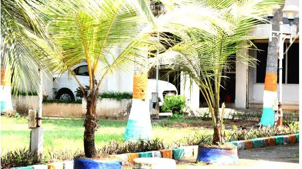 coconut-tree