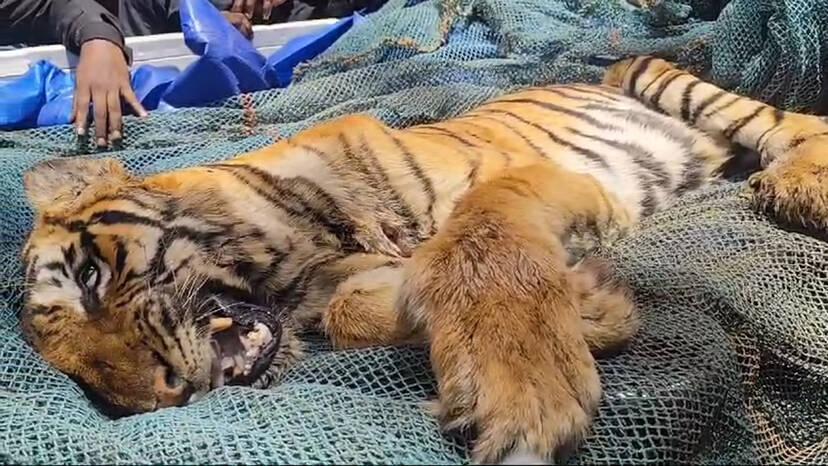 tiger1