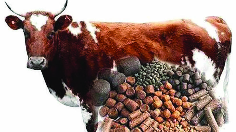 cow