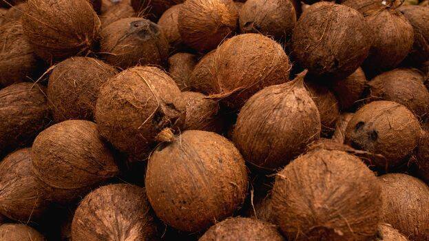 coconut