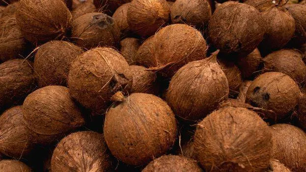 coconut coconut