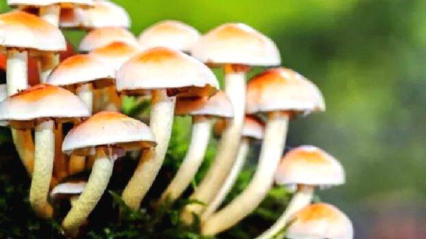 mushroom