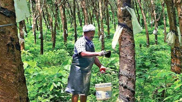 rubber