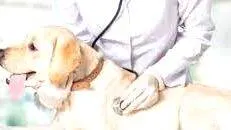 dr