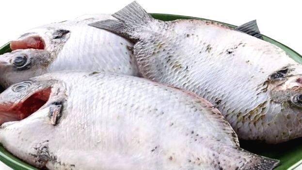 fish